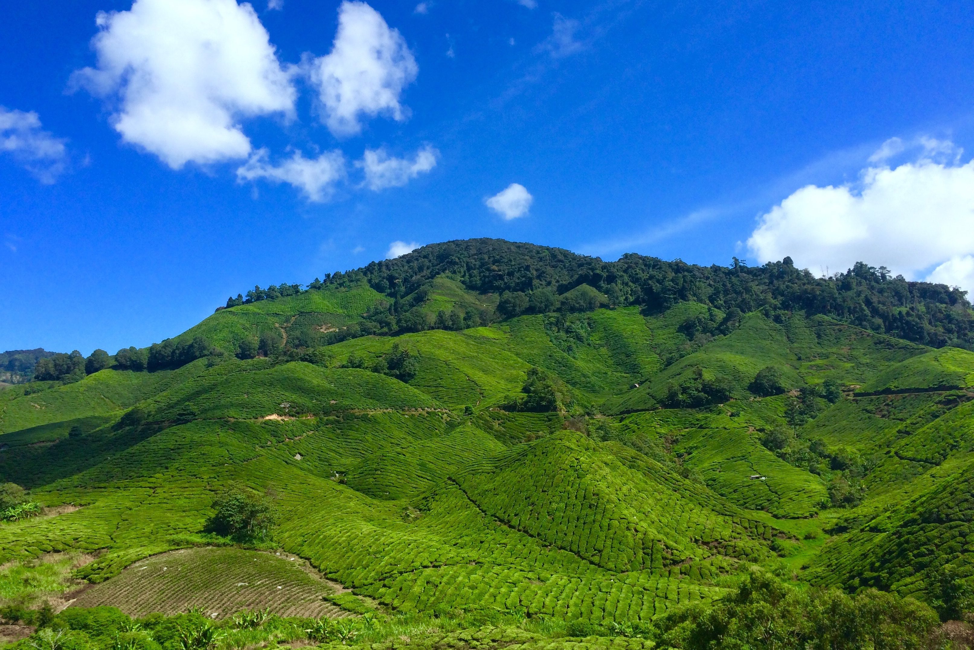 Maleisie-Cameron-Highlands-theeplantages (8)